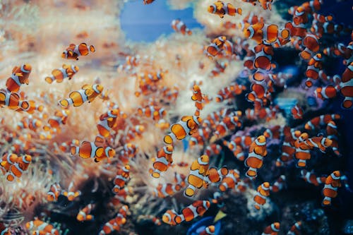 Clownfish in Aquarium