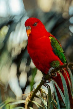 Close-up shot of a colorful chattering lory parrot perched on a branch, showcasing vibrant feathers.