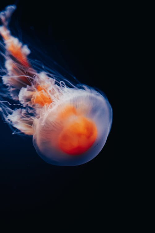 Translucent Jellyfish in Deep Ocean