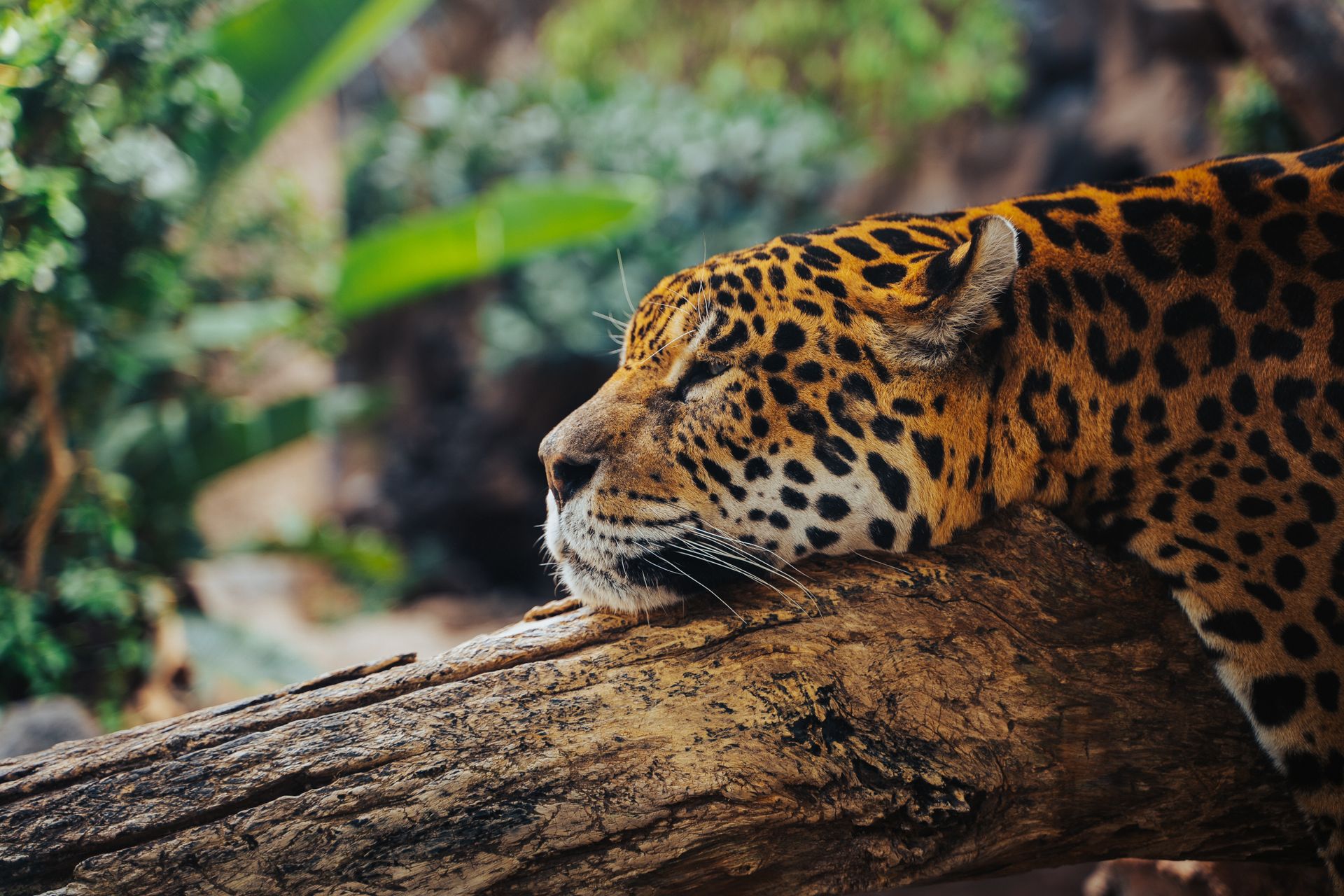 Close-up of a jaguar resting on a tree log, showcasing its exotic and wild nature in a lush jungle setting.