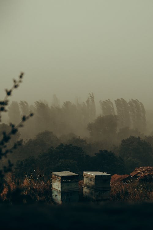 Beehives on Field on Foggy Day