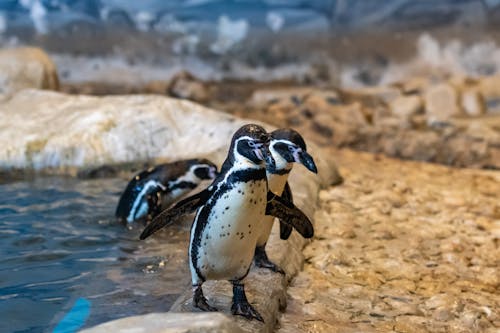 Základová fotografie zdarma na téma africký tučňák, fotografování zvířat, kameny