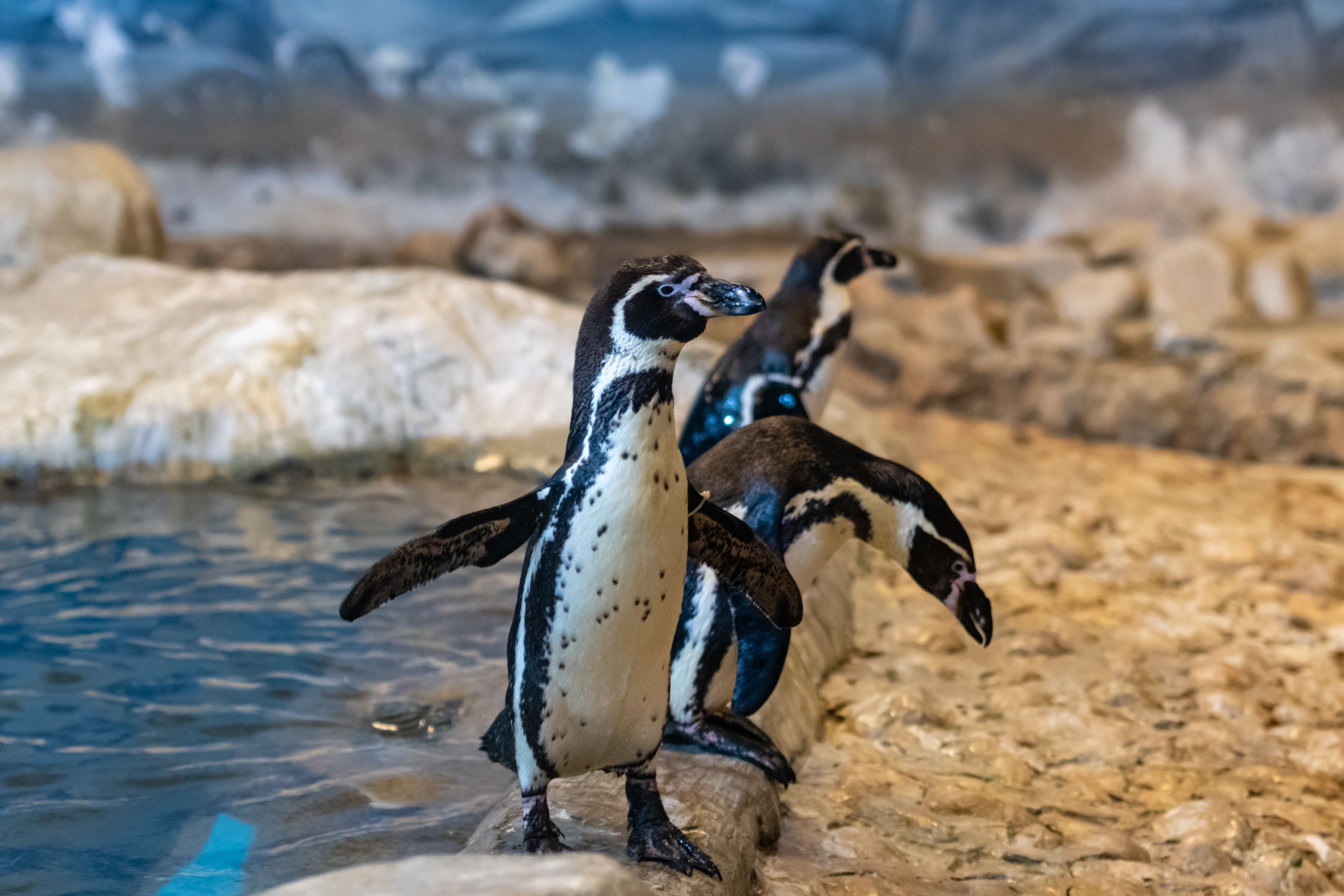 African Penguins on Rocks · Free Stock Photo