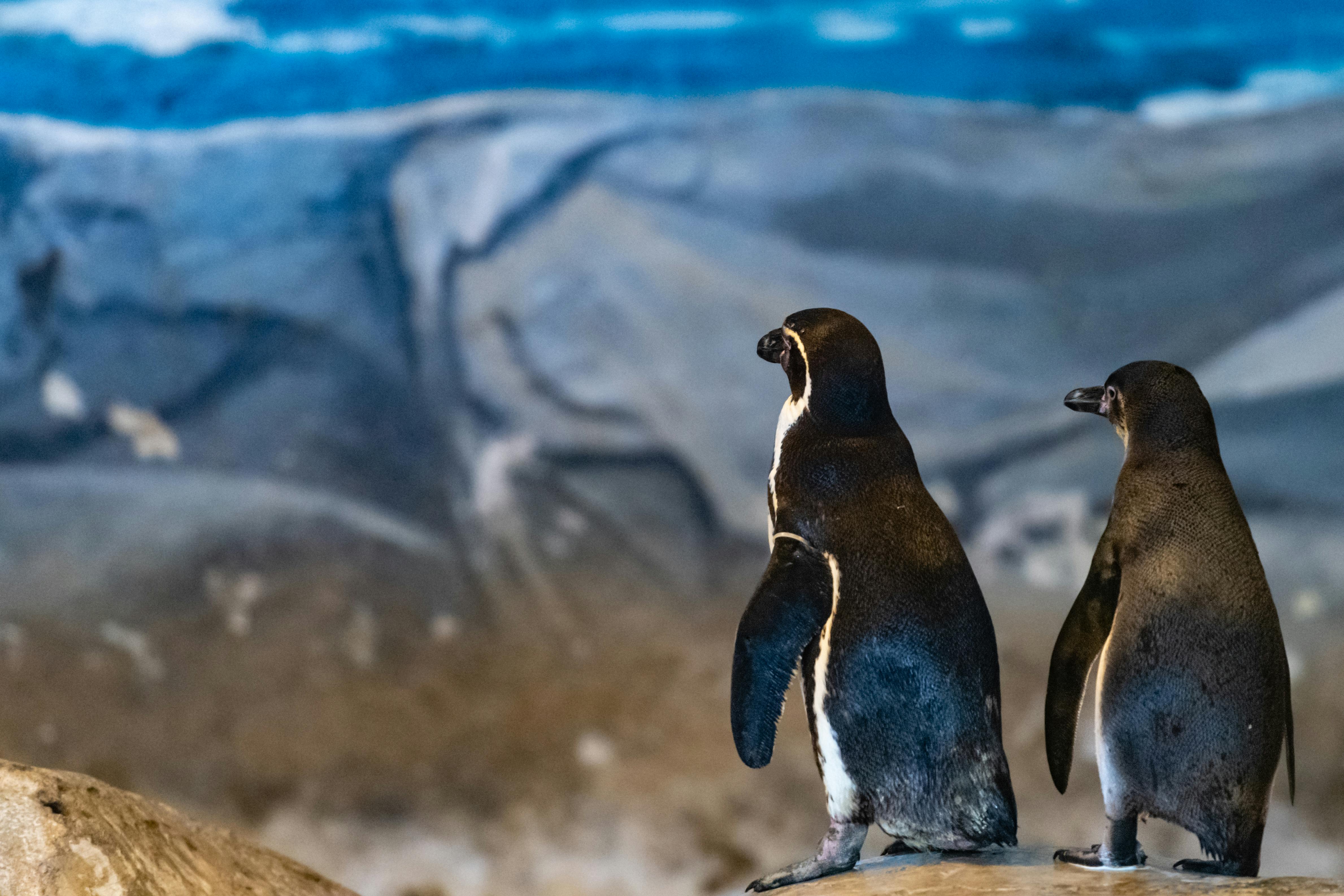 penguins vs flyers — Photo by Kirandeep Singh Walia on Pexels