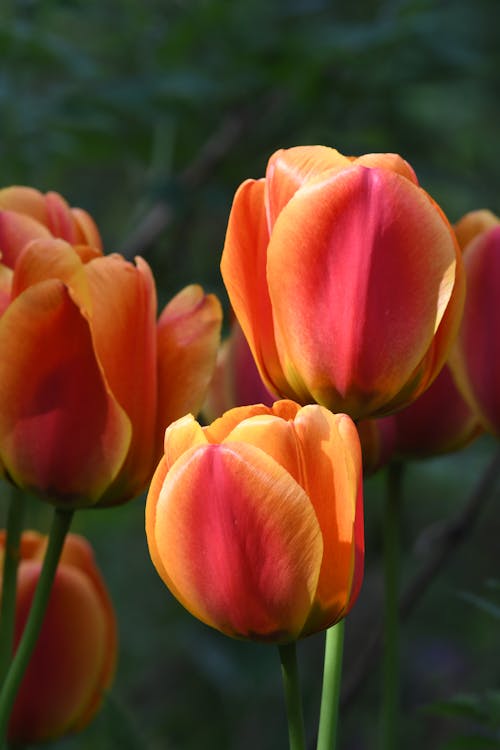 Beautiful Tulips in Close-up View