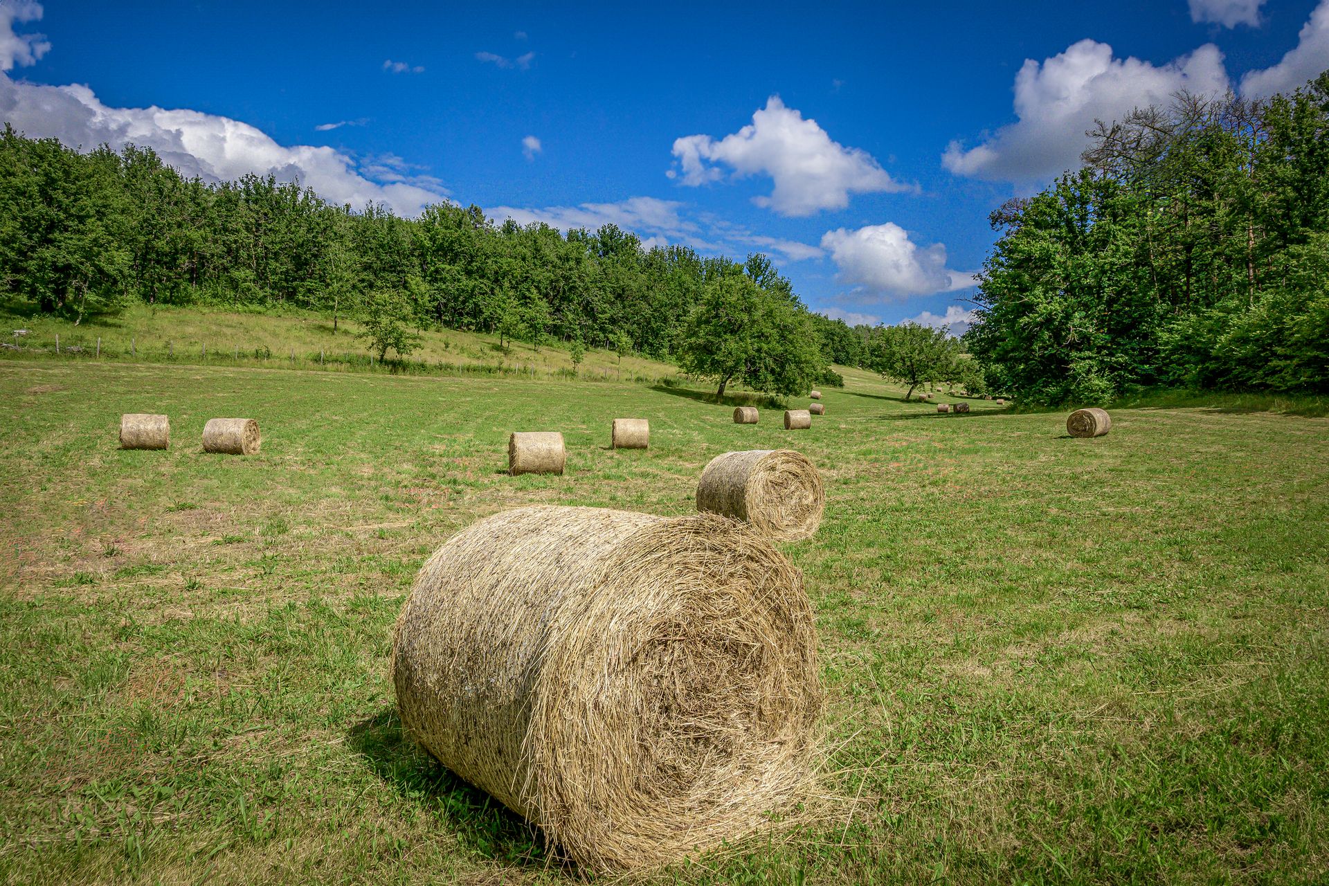 Lush green field with scattered hay bales under a blue sky in summer.
