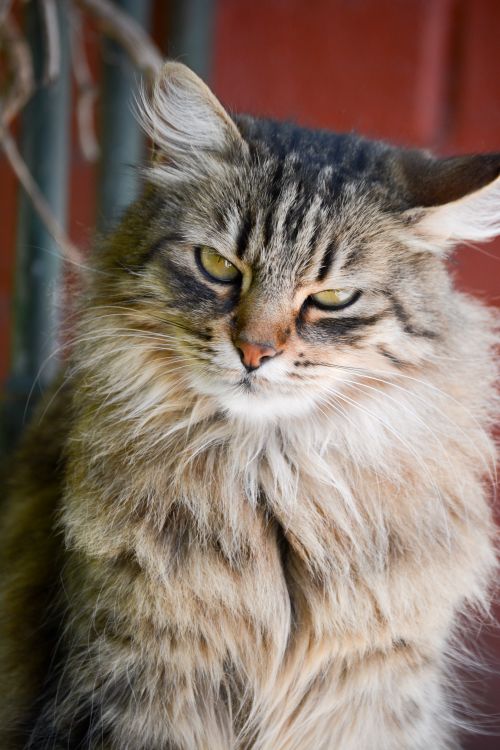 Free Close-up of a fluffy cat with a red background in İstanbul. Stock Photo