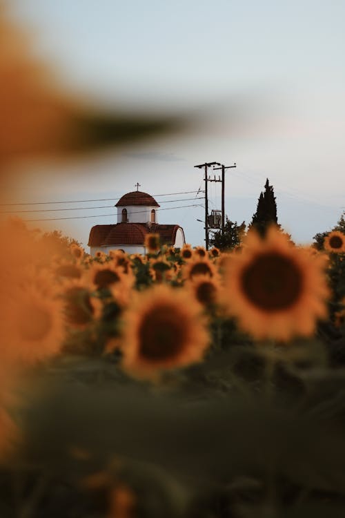 Sunflowers on Field Against Church on Horizon
