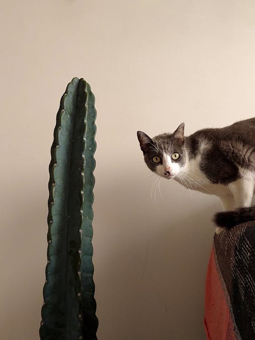 Photos gratuites de animal de compagnie, cactus, chat