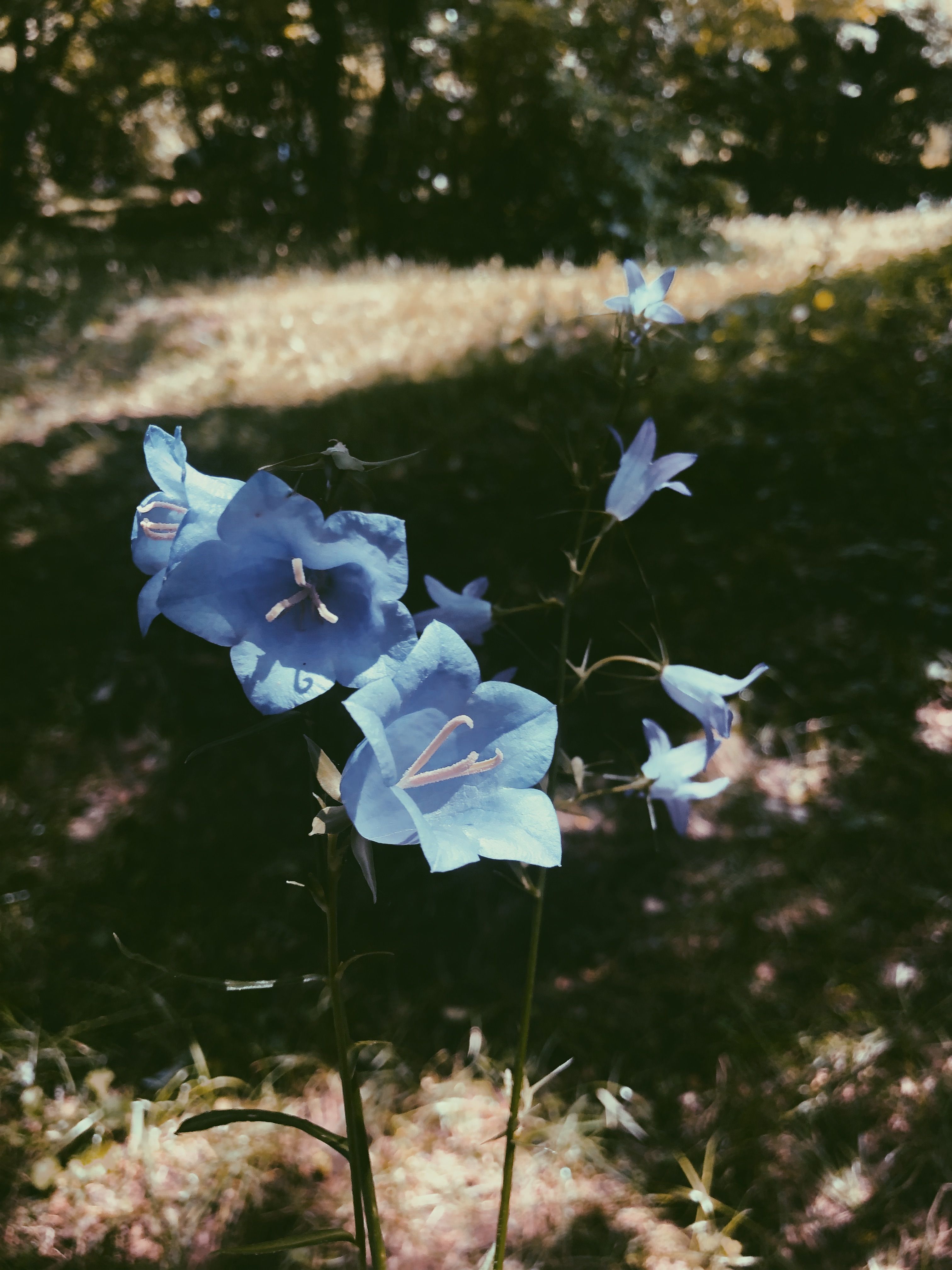 Close up of Blue Flowers · Free Stock Photo