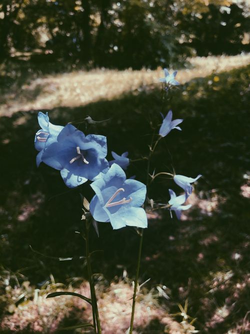 Free Capture the beauty of wild blue flowers in a sunlit forest with this close-up nature shot. Stock Photo
