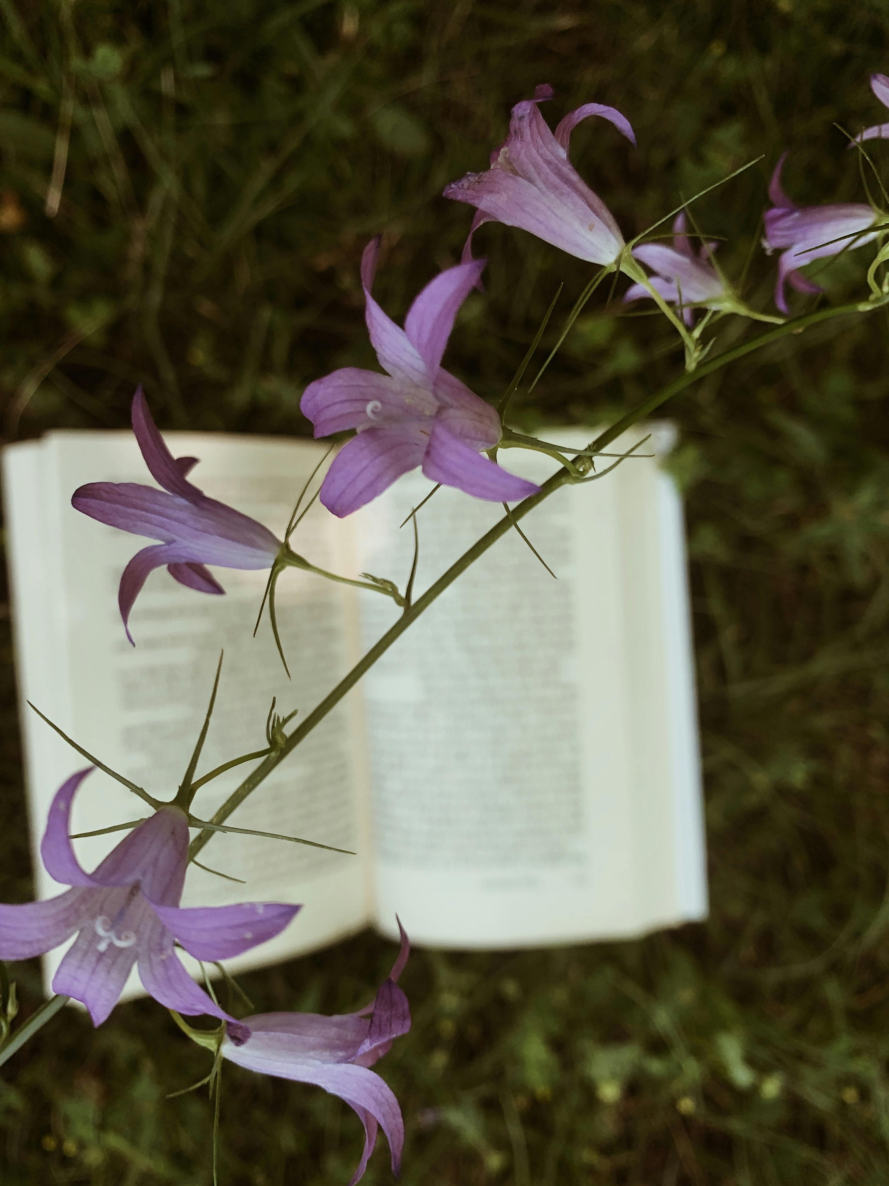 [ColoSach]-purple-flowers-with-an-open-book-in-blurred-background,-creating-a-serene-outdoor-reading-scene.