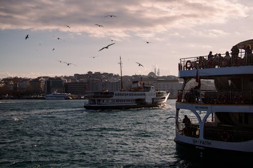 イスタンブール, ボスポラス海峡, 七面鳥の無料の写真素材