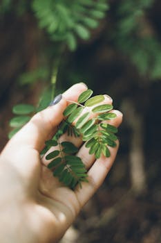 A delicate hand gently holding vibrant green leaves in a natural outdoor setting.