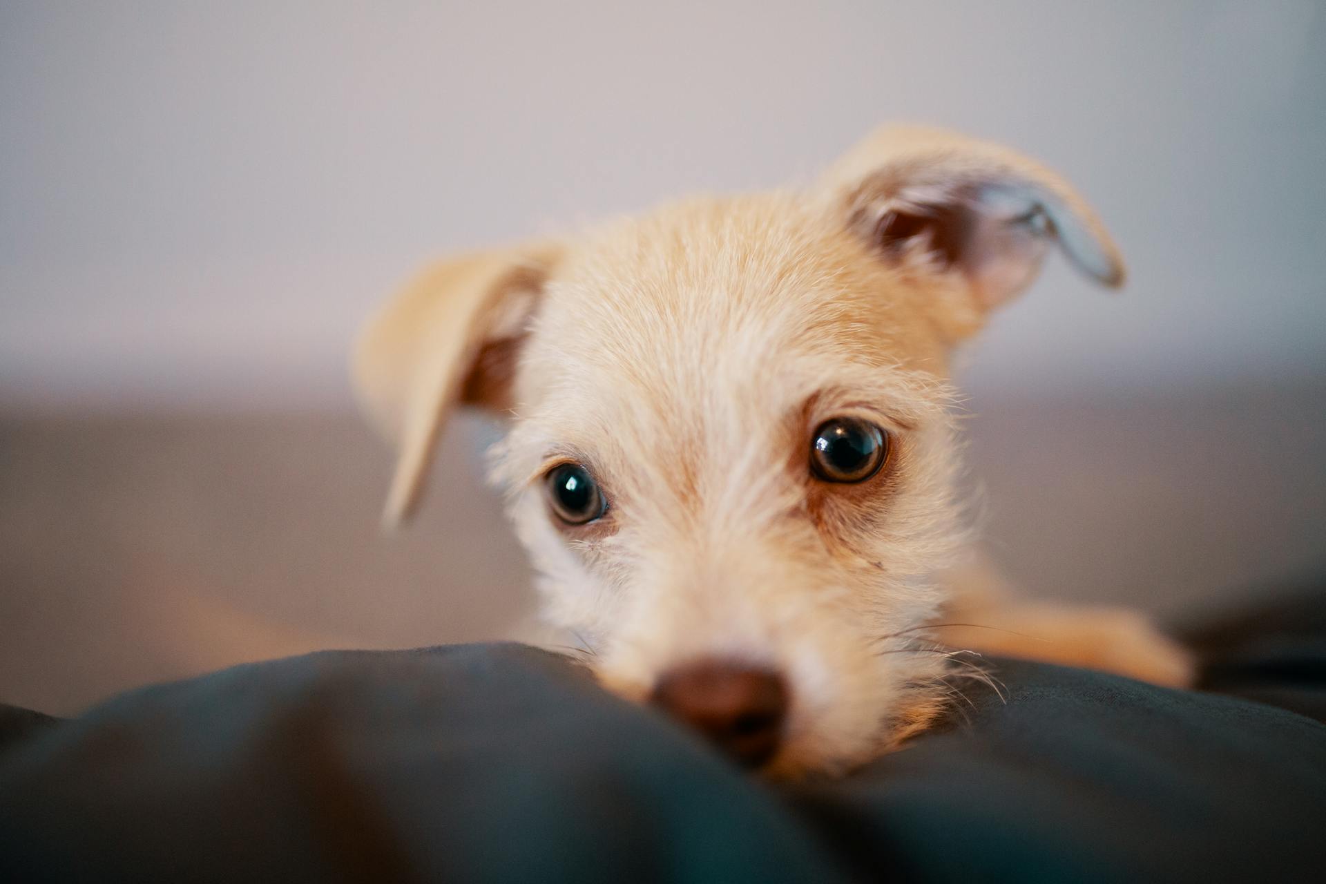 Une photo de chiot sur un tissu noir