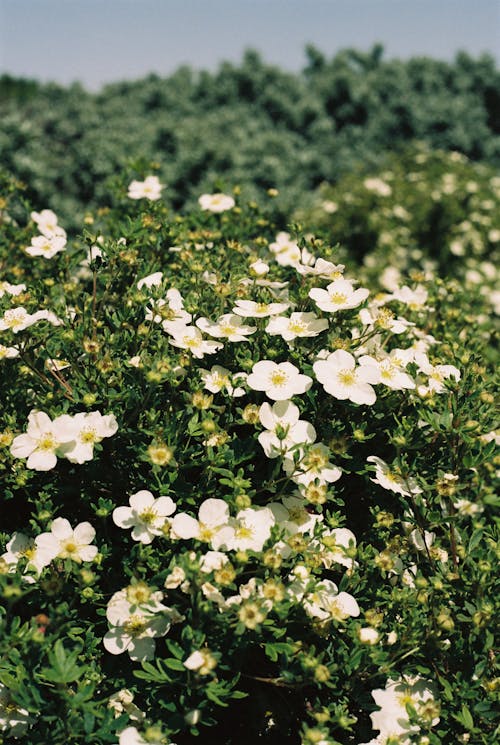 Kostnadsfri bild av blomning, brända rosor, delikat