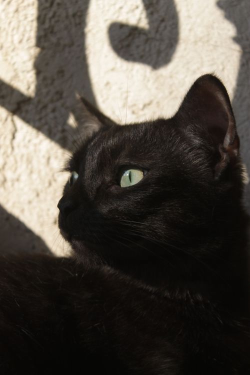 Free An artistic close-up portrait of a black cat with striking green eyes in sunlight. Stock Photo