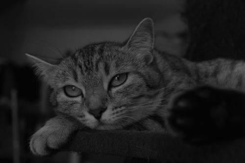 Free Close-up black and white image of a cat resting with a contemplative expression. Stock Photo