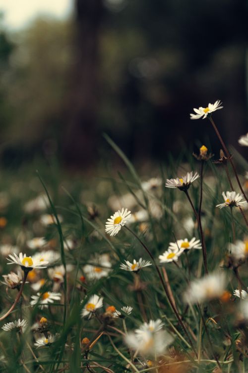 Free A tranquil close-up shot of daisy flowers in a lush green meadow, evoking warmth and nature. Stock Photo