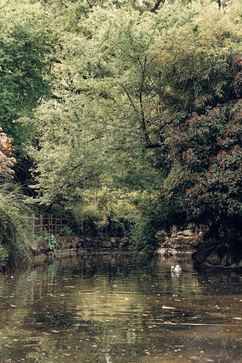 Gratis lagerfoto af flod, lodret skud, natur