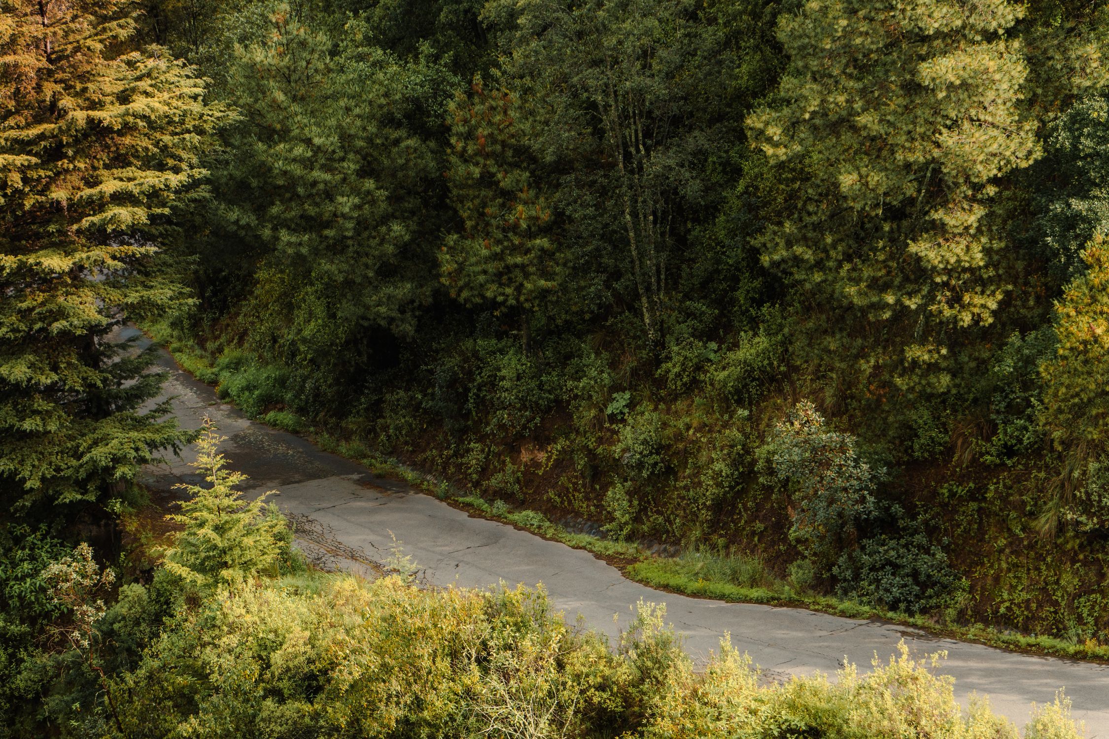 A serene countryside road winds through dense green forest near Santa Maria Atarasquillo, Mexico.