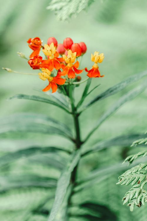 Gratis stockfoto met bloemen, dun, fabrieken