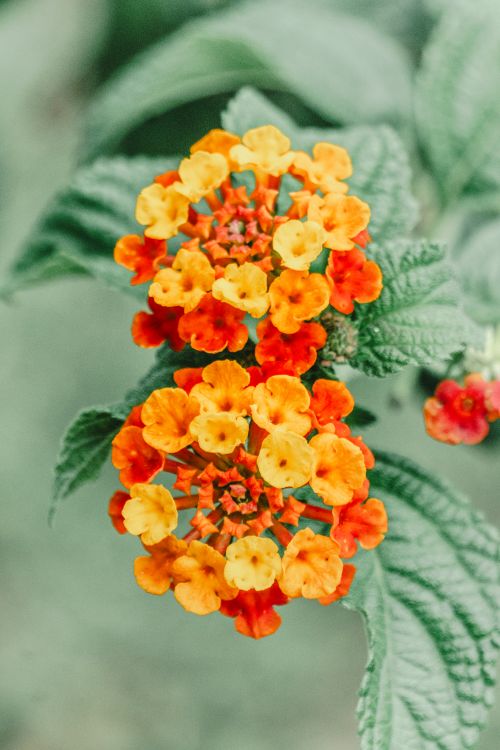 Free Close-up of vibrant orange and yellow Lantana flowers with green leaves in Mexico City. Stock Photo