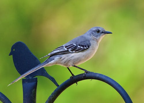 Close up of a Northern Mockingbird