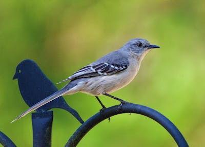 Northern Mockingbird Male vs Female: Traits & Behaviors