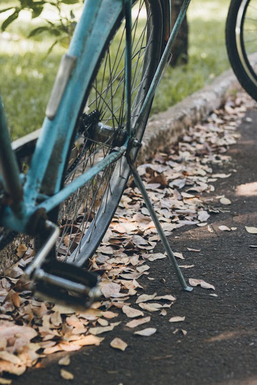 Free stock photo of blue, green, nature