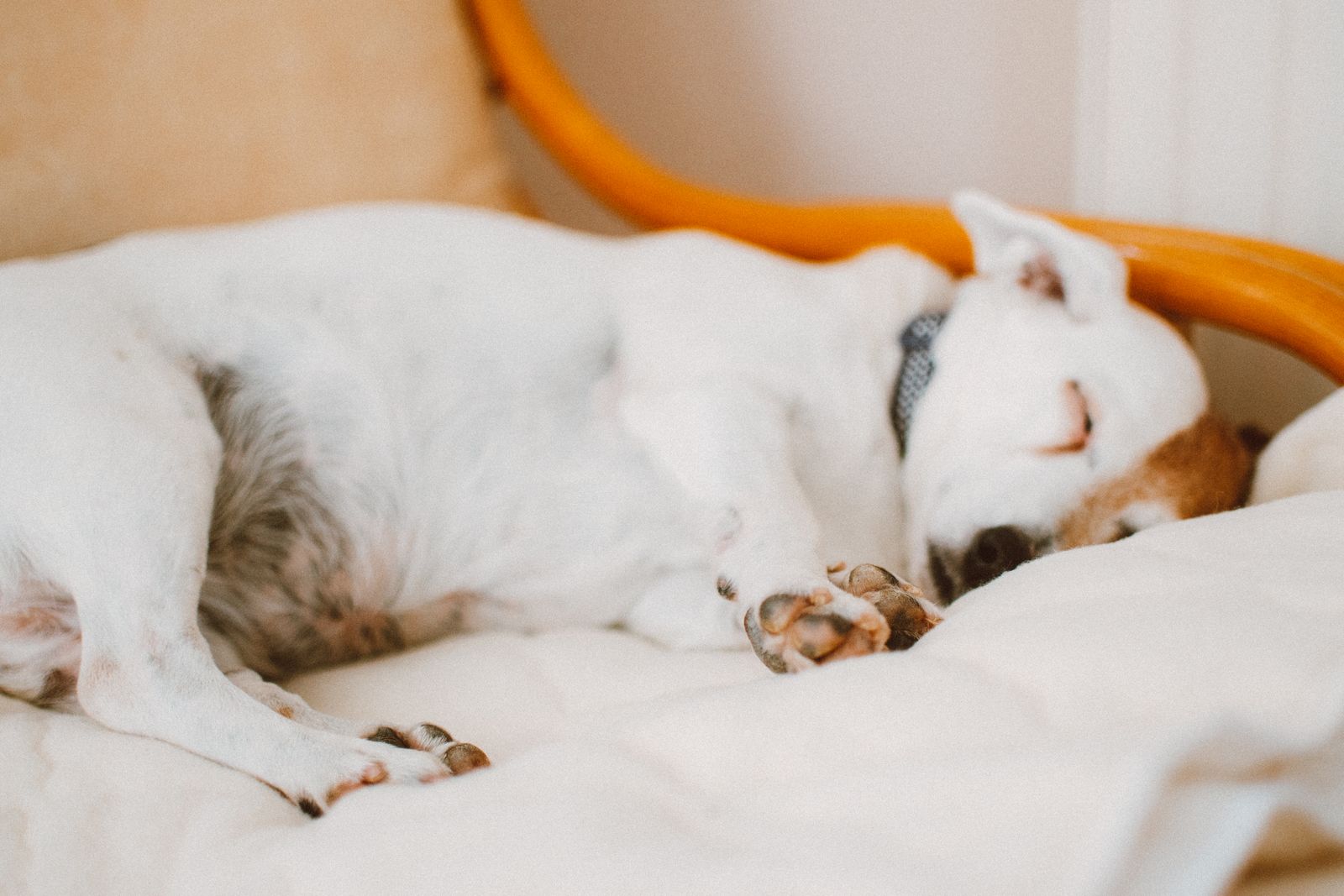 Small white and brown dog sleeping on a cushioned chair