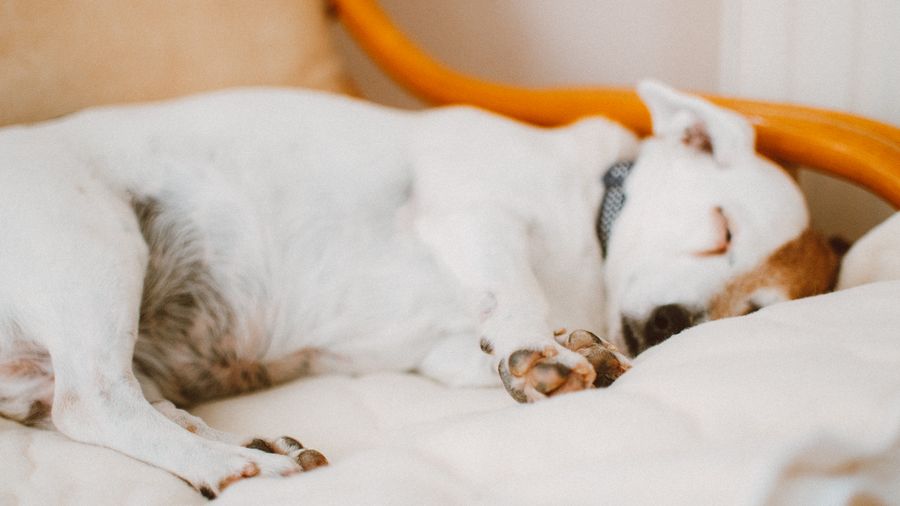Using a Dog's Own Instincts to House Train Faster