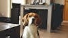 Free stock photo of beagle, cute, lucky Stock Photo