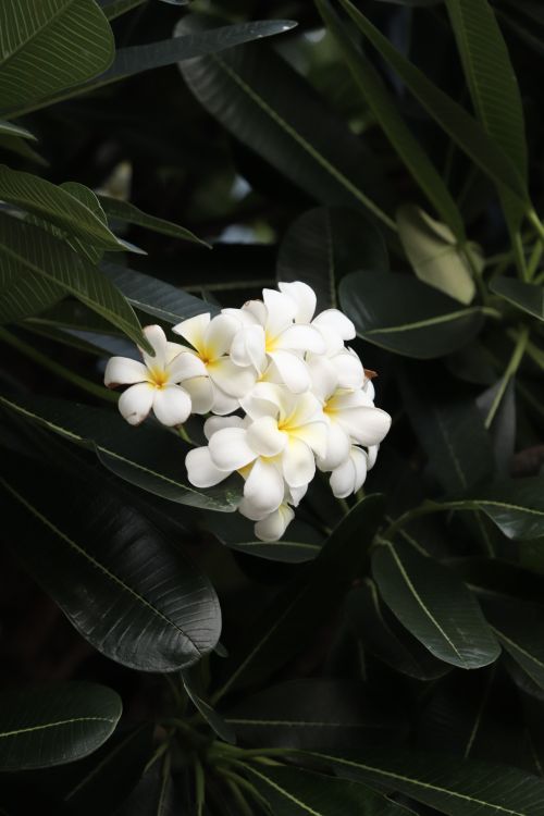 Free Vibrant white plumeria flowers surrounded by lush green foliage. Stock Photo