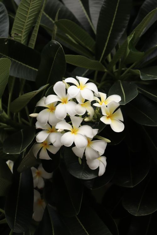 Free A detailed shot of white plumeria flowers with yellow centers against dark green leaves. Stock Photo