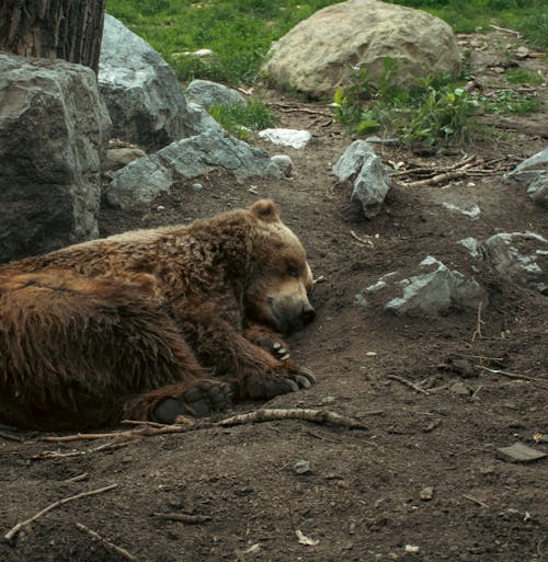 Kostenloses Stock Foto zu bär, boden, grizzlybär