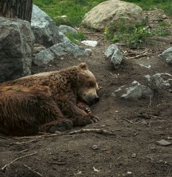 Sleeping grizzly bear on rocky terrain in zoo setting, Calgary, Canada.