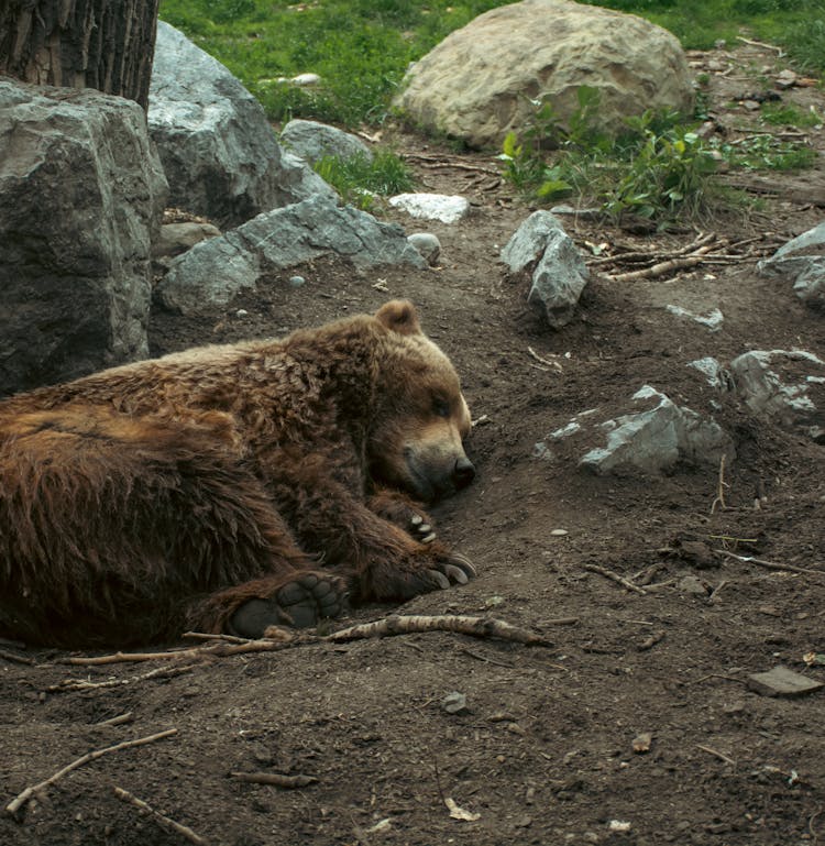 A Bear Sleeping On The Ground 