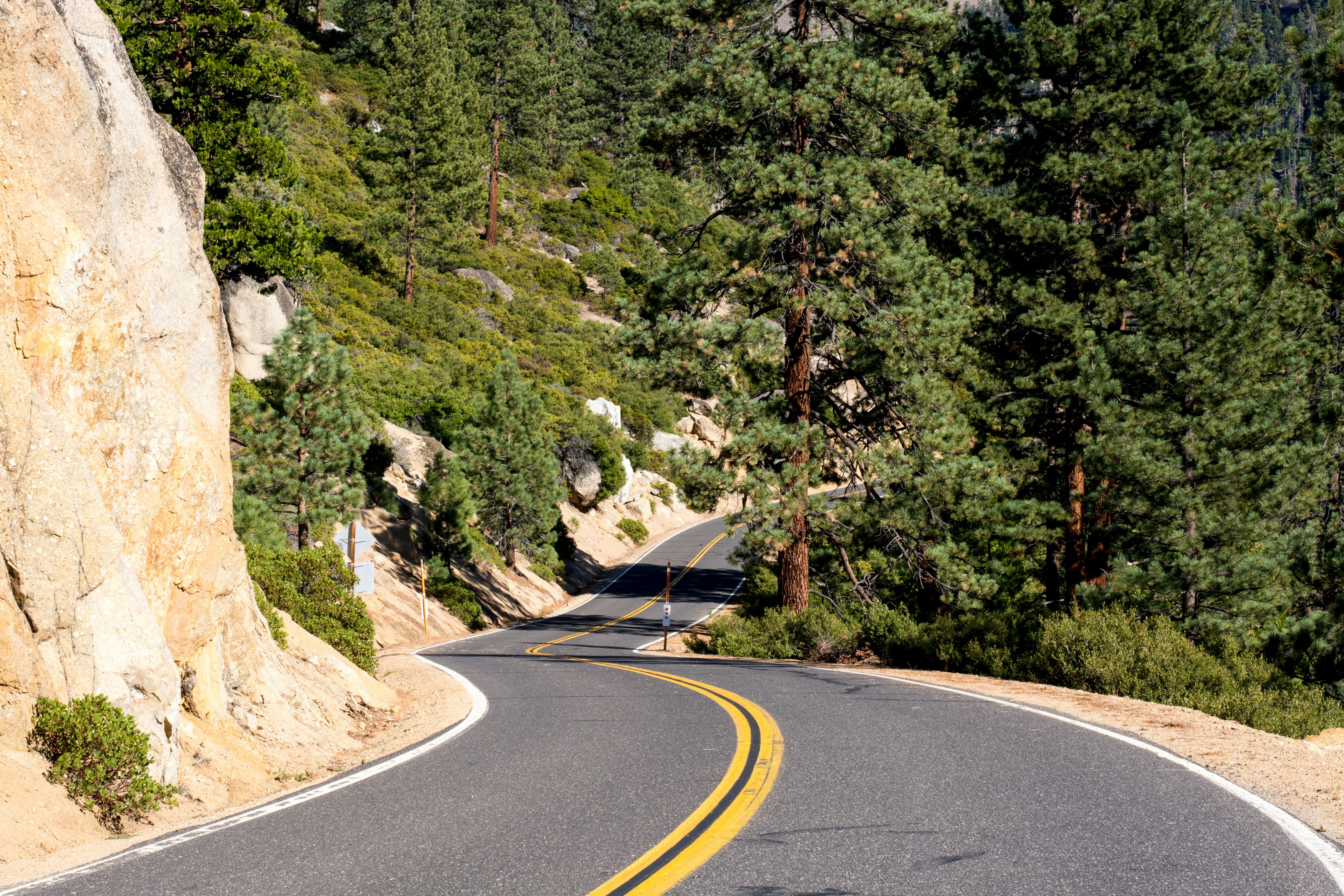 一条蜿蜒的宁静道路穿过郁郁葱葱的松林，阳光为柏油路面增添了亮点