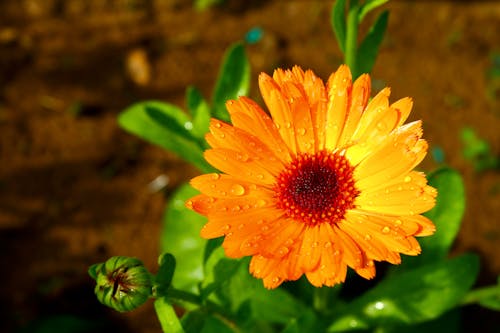 Raindrops on Marigold Flower