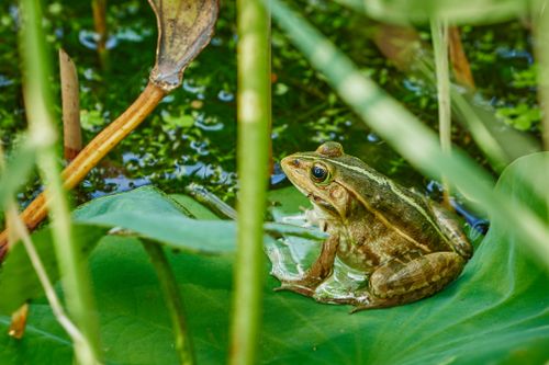Free A green frog rests on a leaf surrounded by lush foliage in a tranquil natural setting. Stock Photo