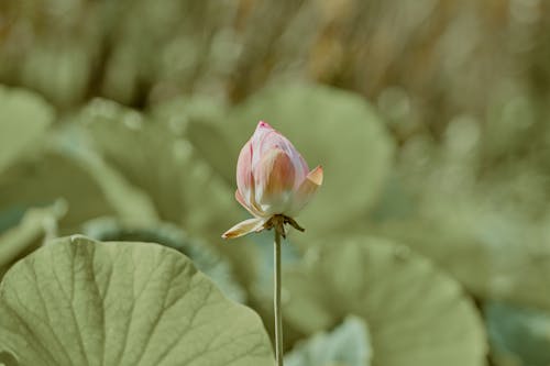 Pink Lotus Flower Among Green Leaves