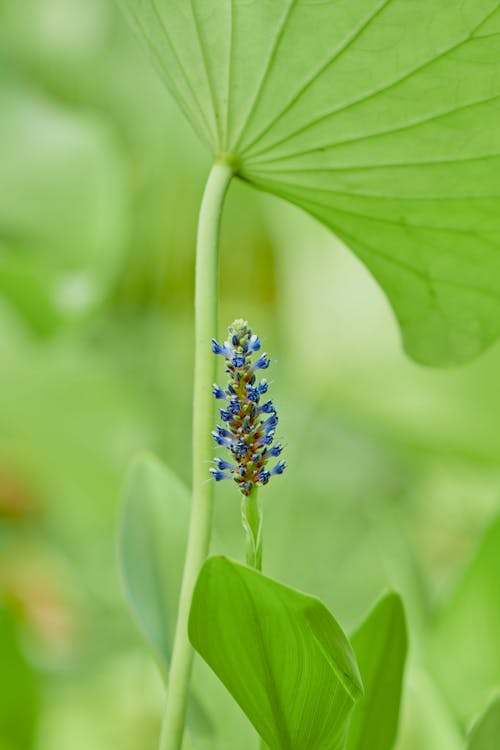 Wildflower Among Leaves