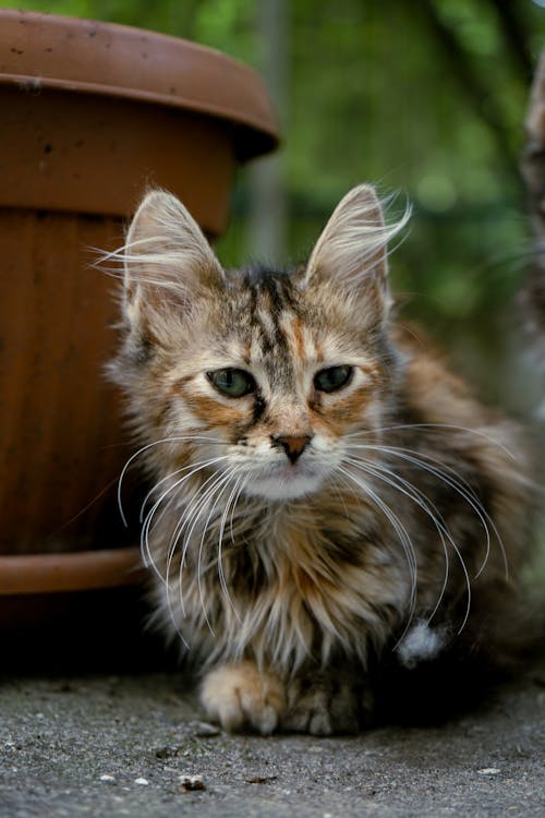 Kostenloses Stock Foto zu haustier, kätzchen, katze