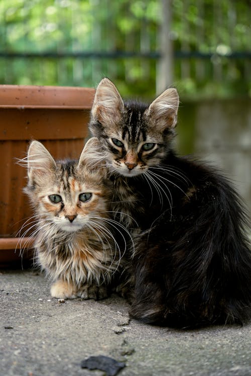 Foto d'estoc gratuïta de fons de pantalla per al mòbil, fotografia de mascotes, gatet