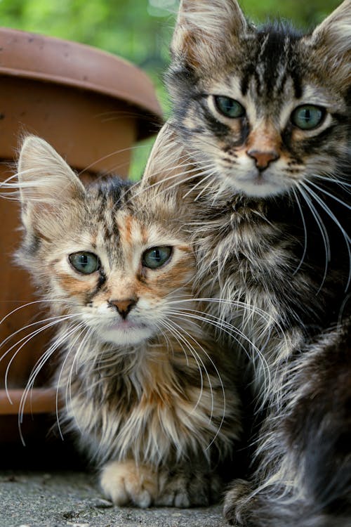 Close up of Cats