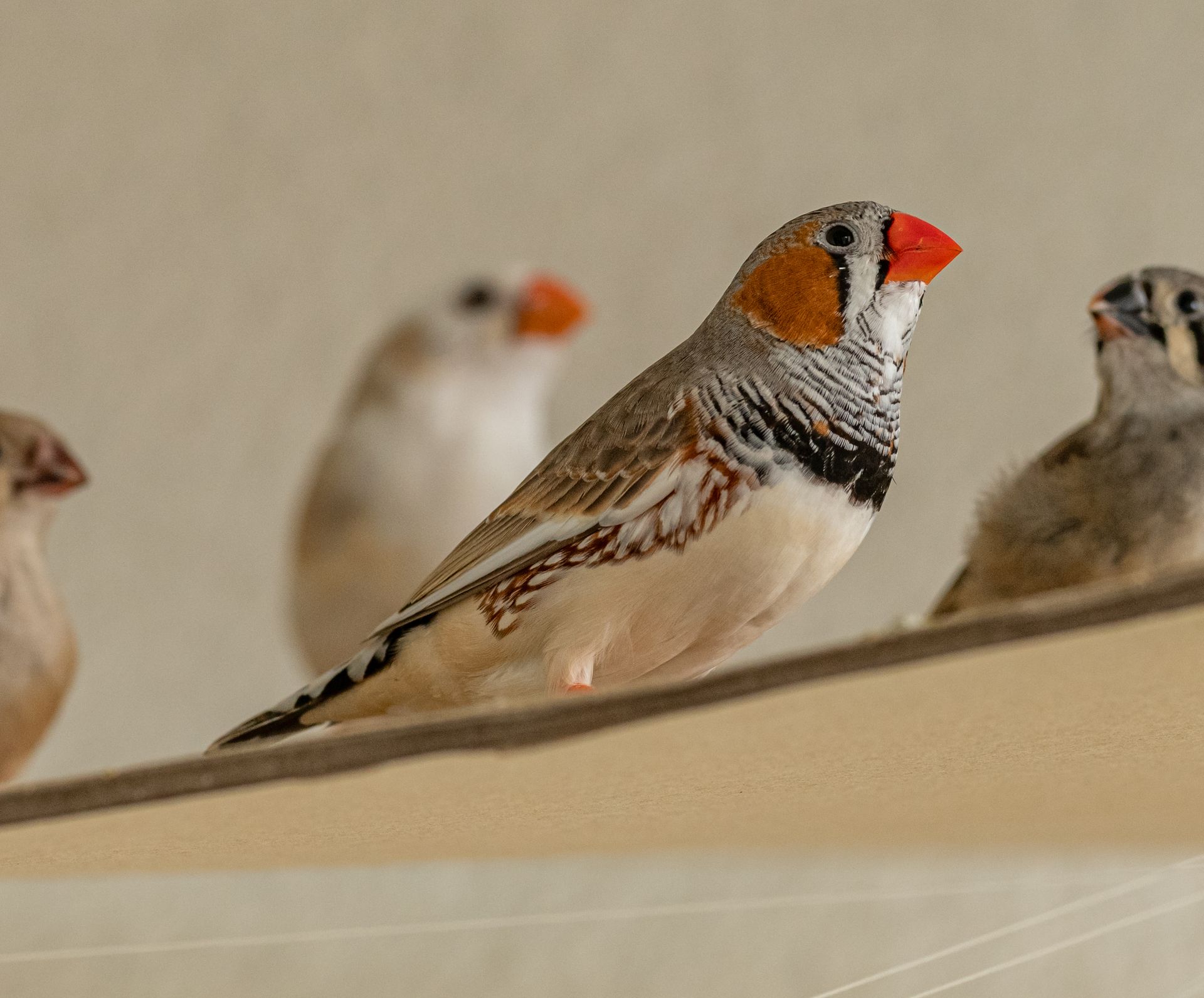 Detailed image of Australian zebra finches perched together, showcasing their vibrant colors.