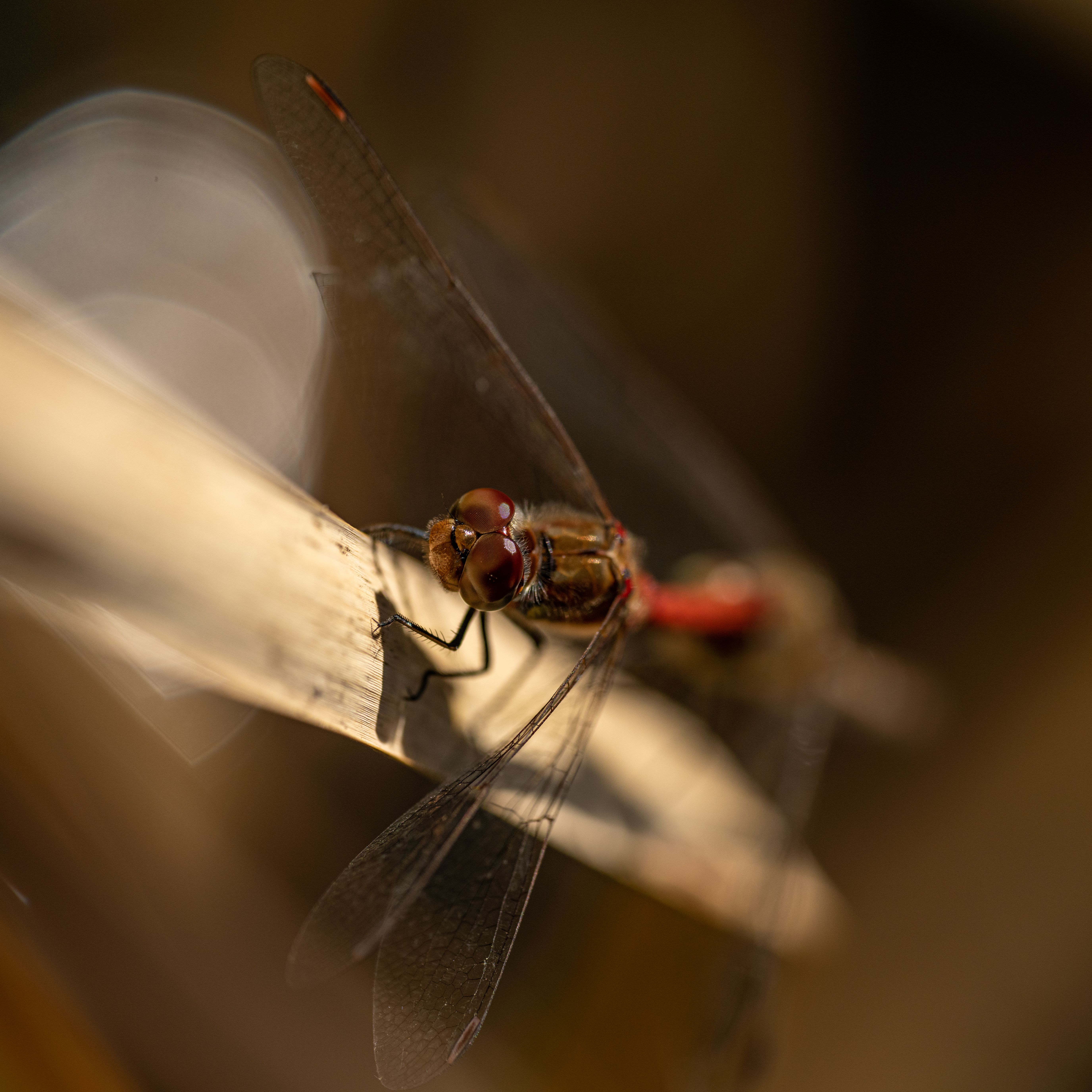 Close up of Dragonfly · Free Stock Photo