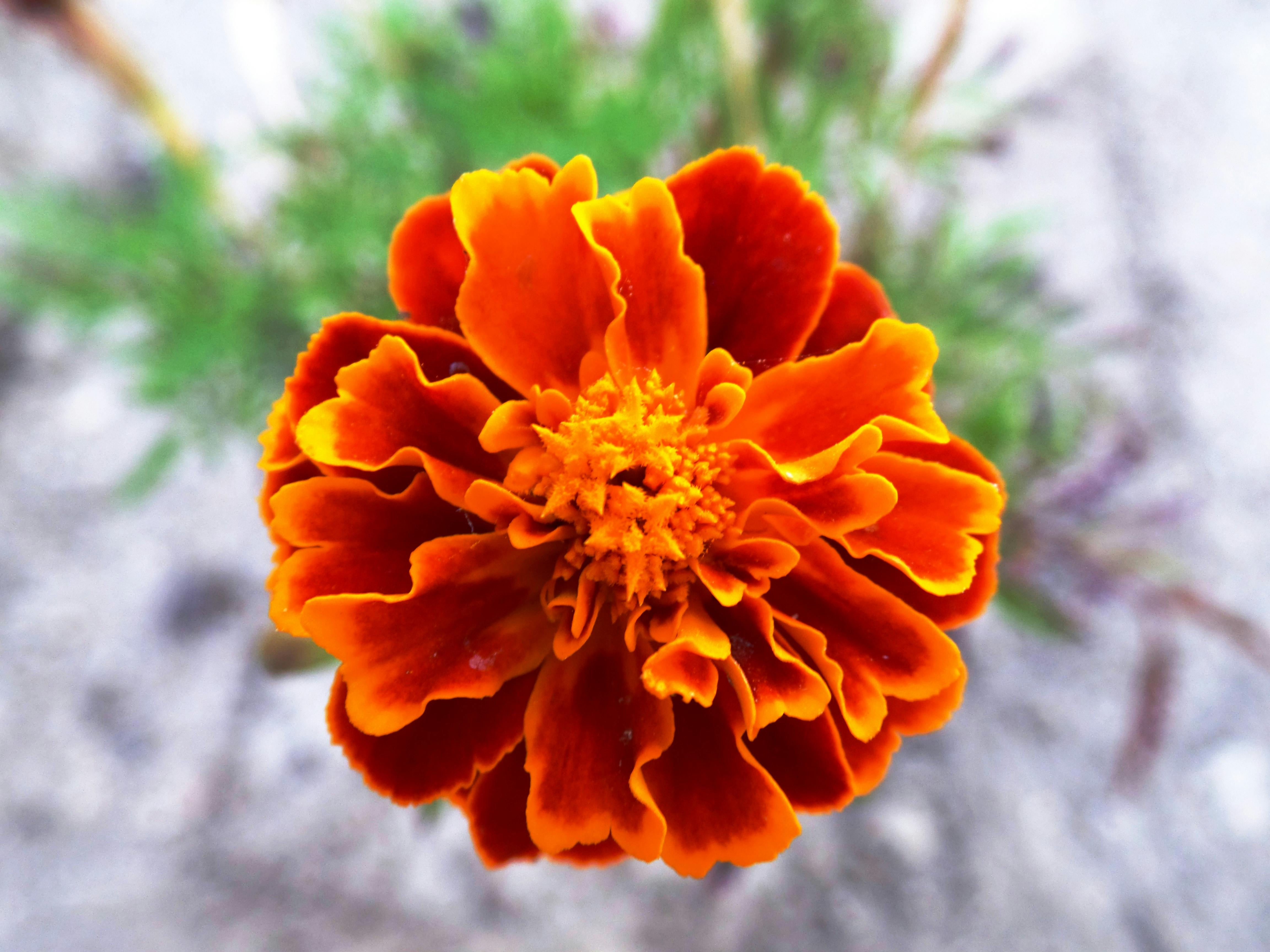 オレンジ色 オレンジ色の花 マリーゴールドの無料の写真素材