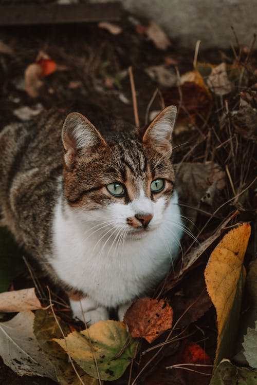 Cat among Leaves